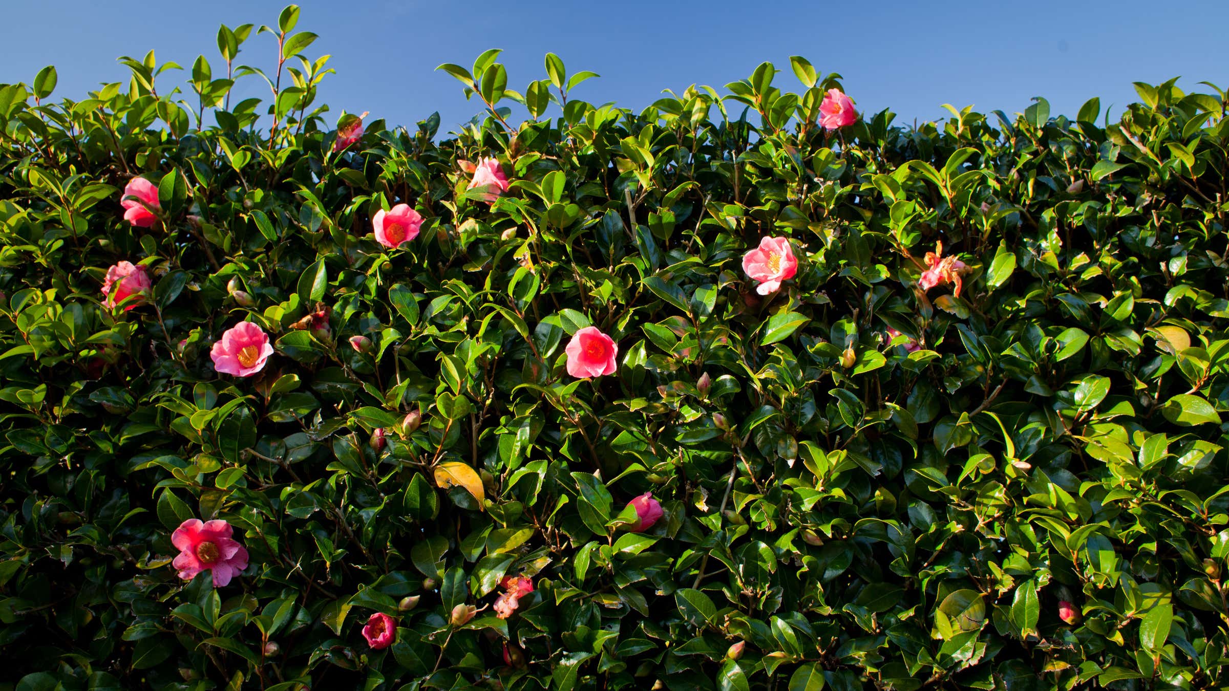 Best Hedging Plants For Shade