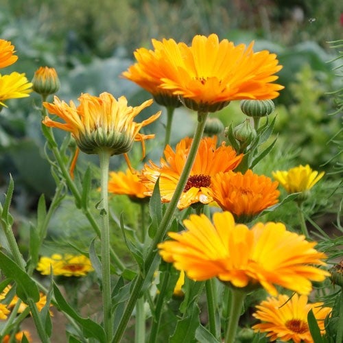 A Quick Guide to Growing Edible Flowers