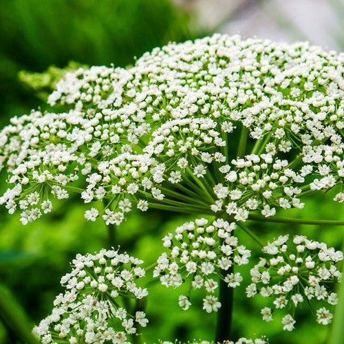 A Quick Guide to Growing Edible Flowers