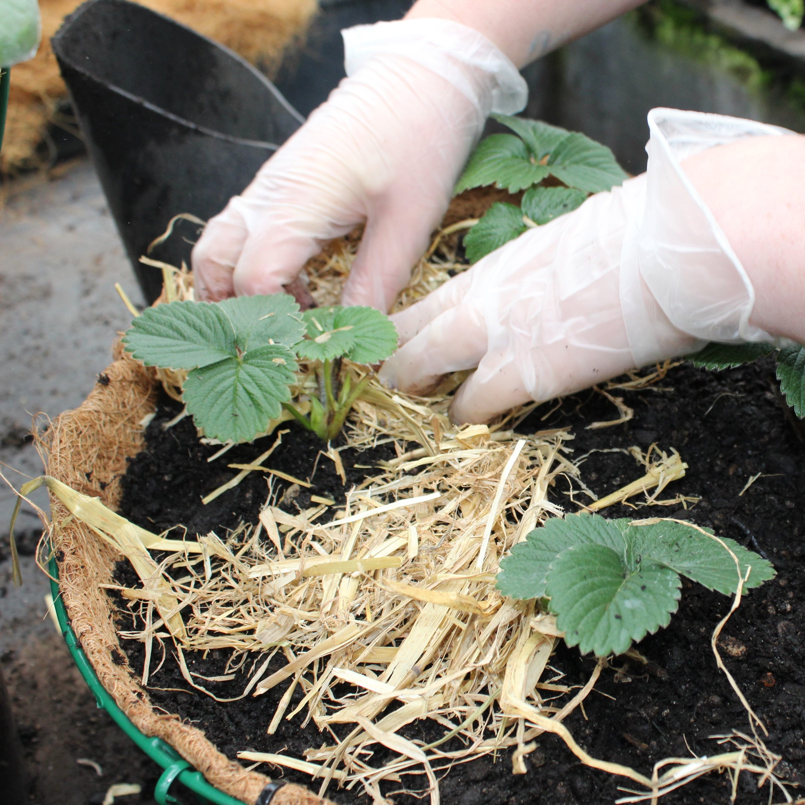 DIY Strawberry Hanging Baskets