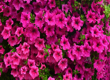 A Splash of Colour - Pretty Petunias