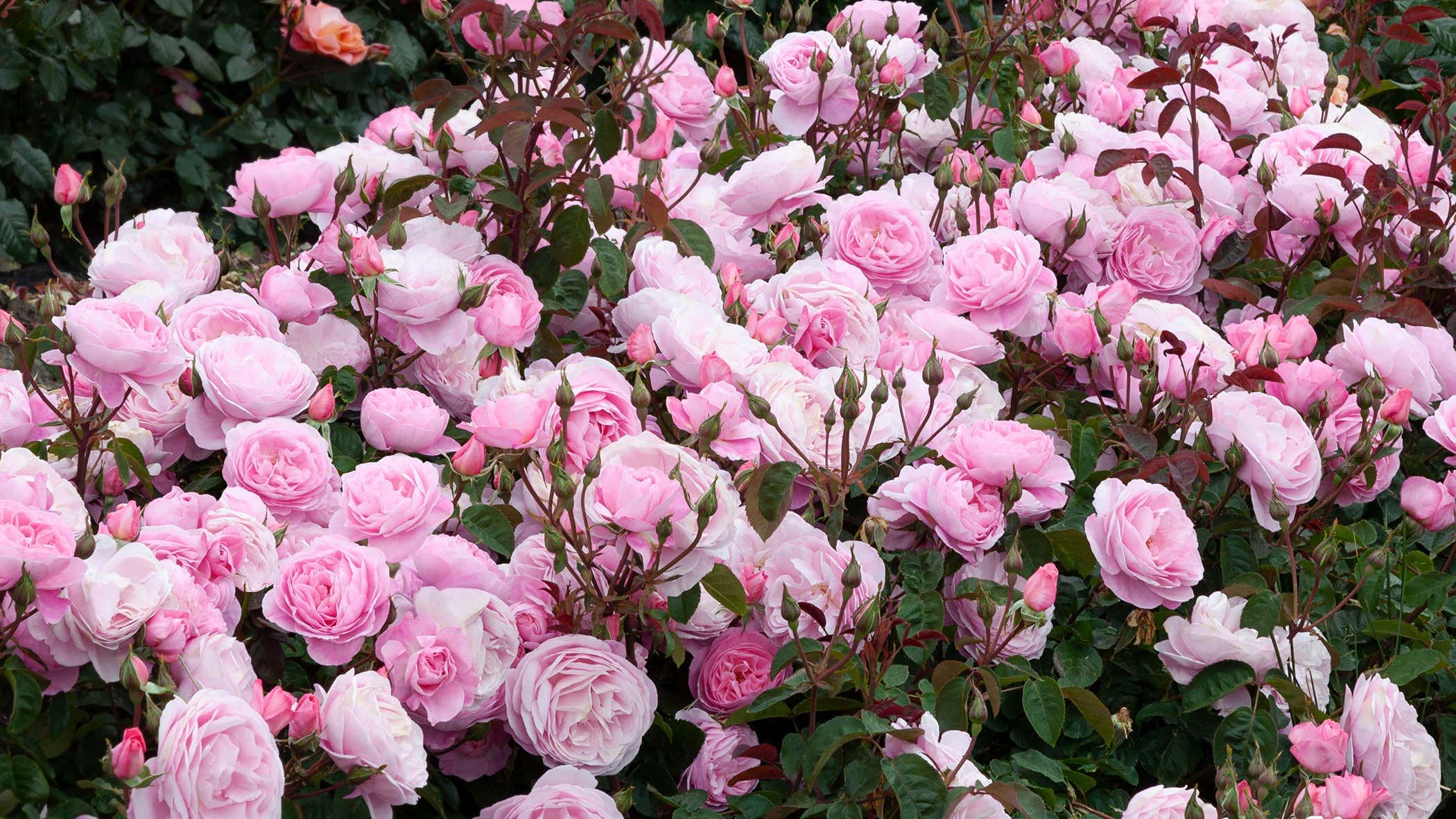 our-top-rose-varieties