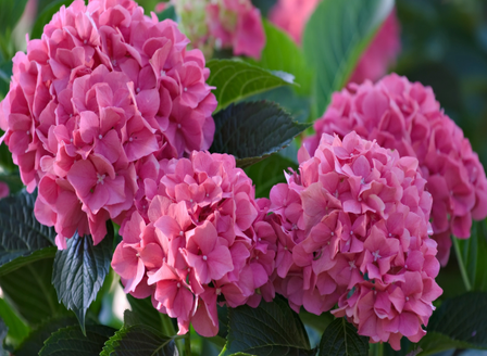 Hydrangeas - From Bud to Bloom