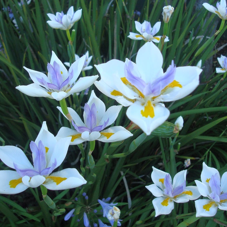 Growing in Clay Soil