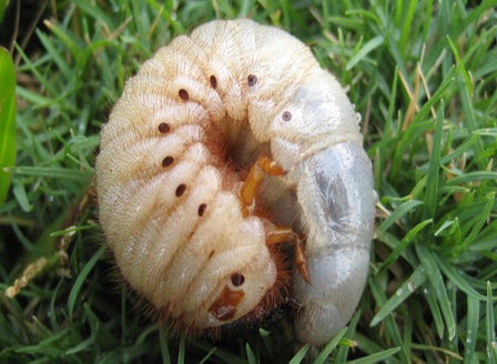 Grass Grub