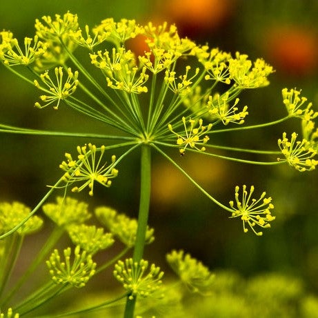 A Quick Guide to Growing Edible Flowers