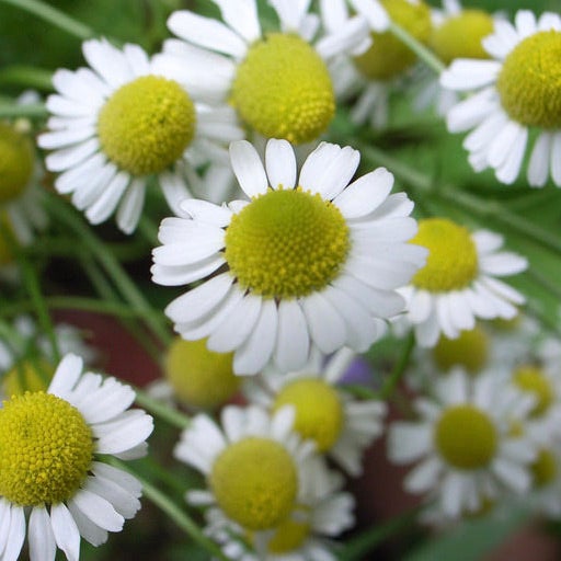 A Quick Guide to Growing Edible Flowers