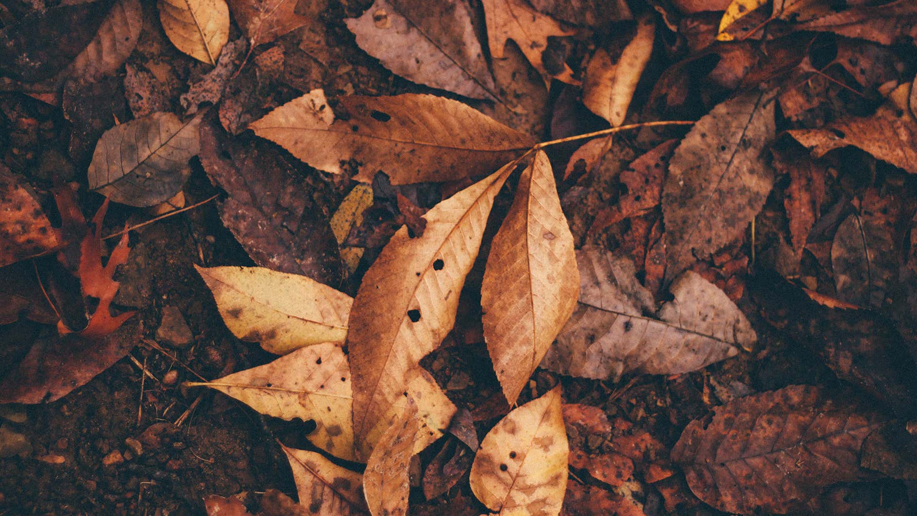 How to Make your Own Leaf Mould