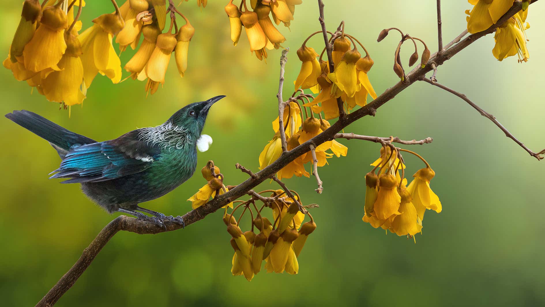 Tui Indoor Plant Insect Spray