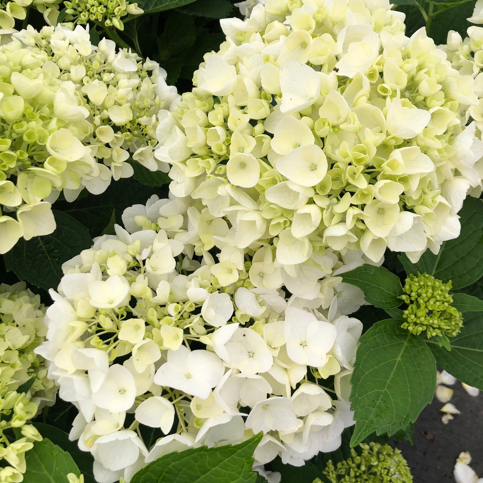 Choosing the perfect Hydrangea