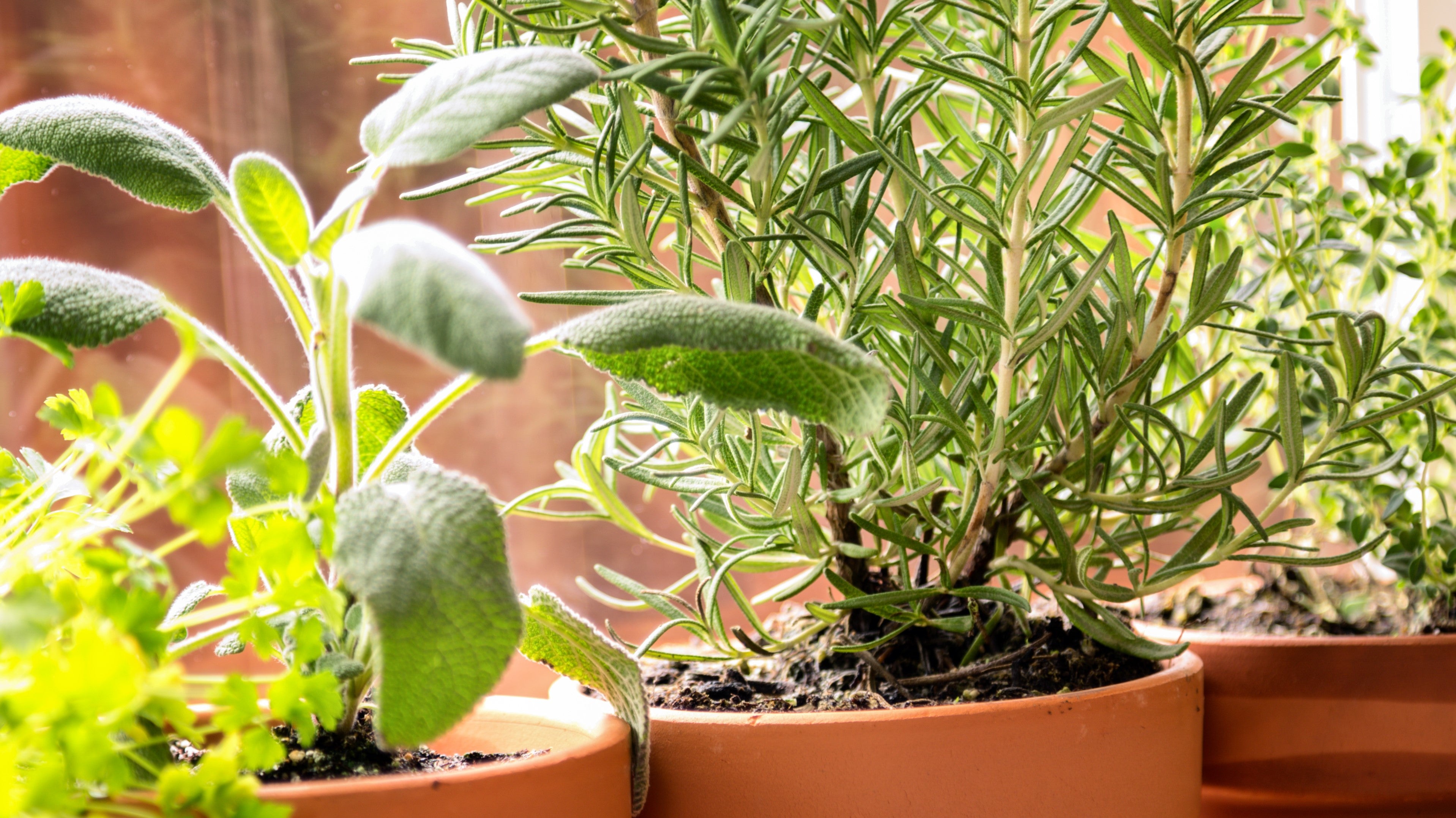 Garden To Glass: Plant Your Own Cocktail Garden