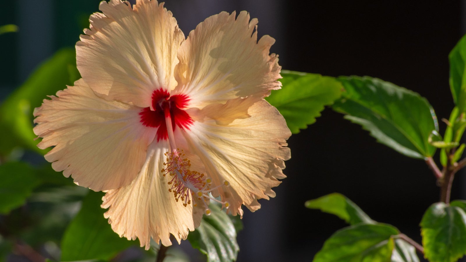 Hibiscus varieties deals