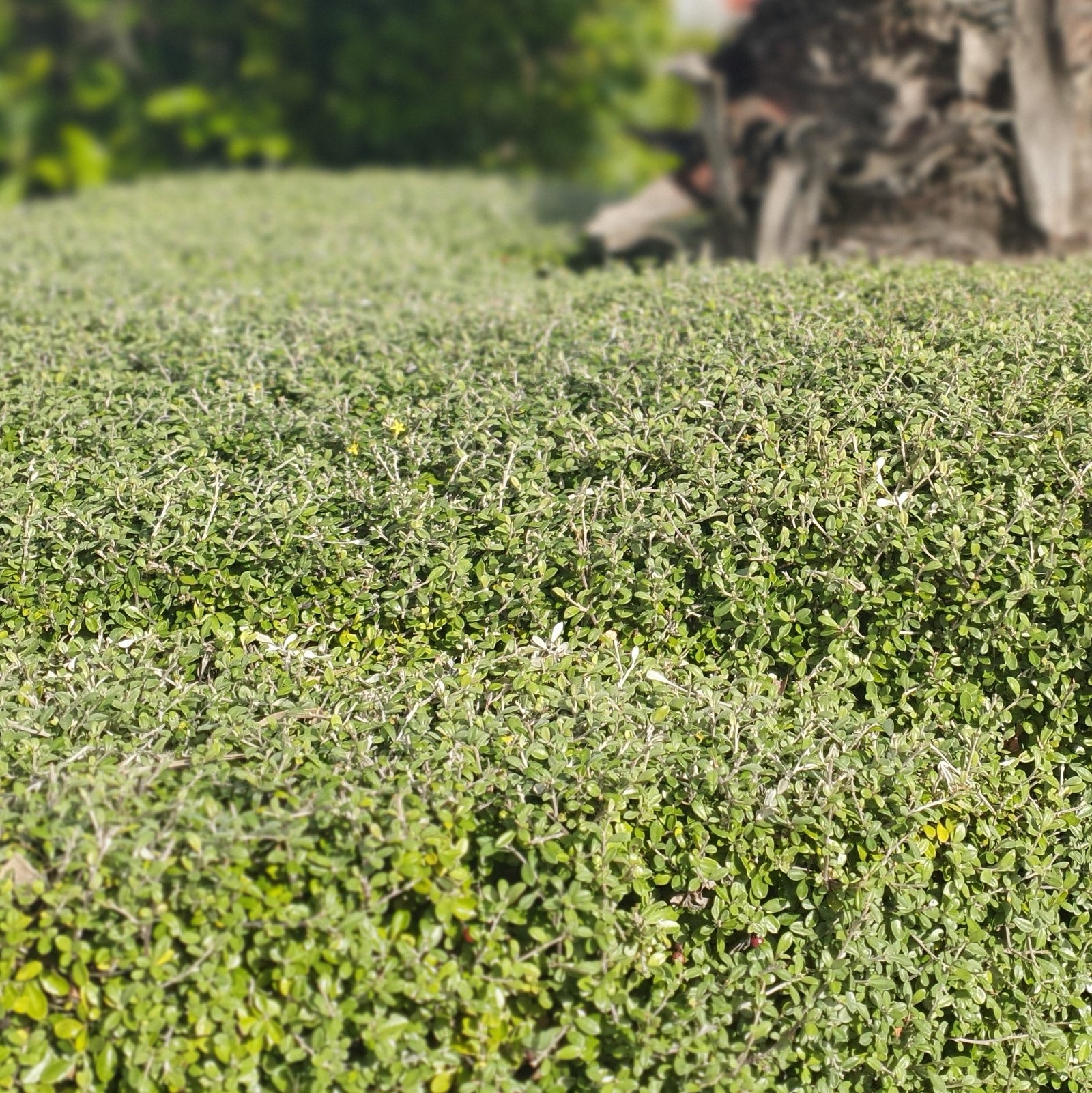 time-to-plan-and-plant-hedging