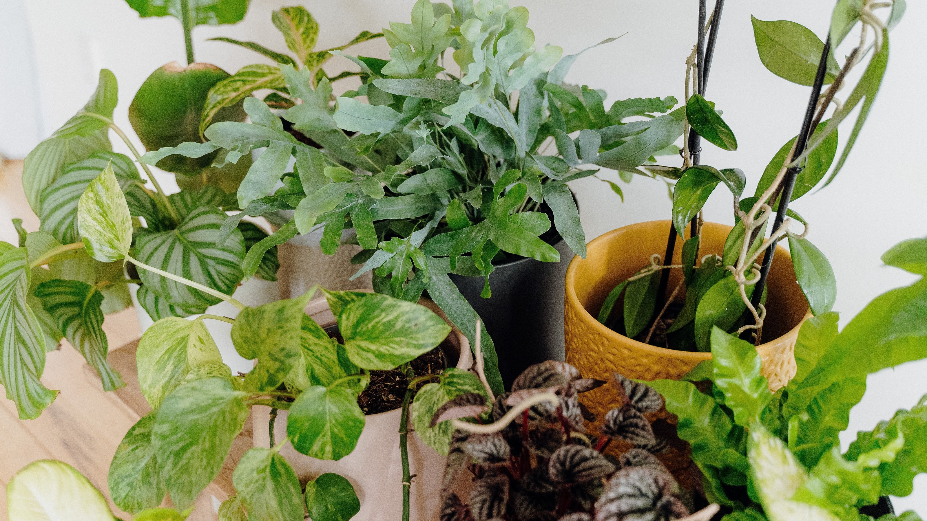 Indoor Plant Care Guide