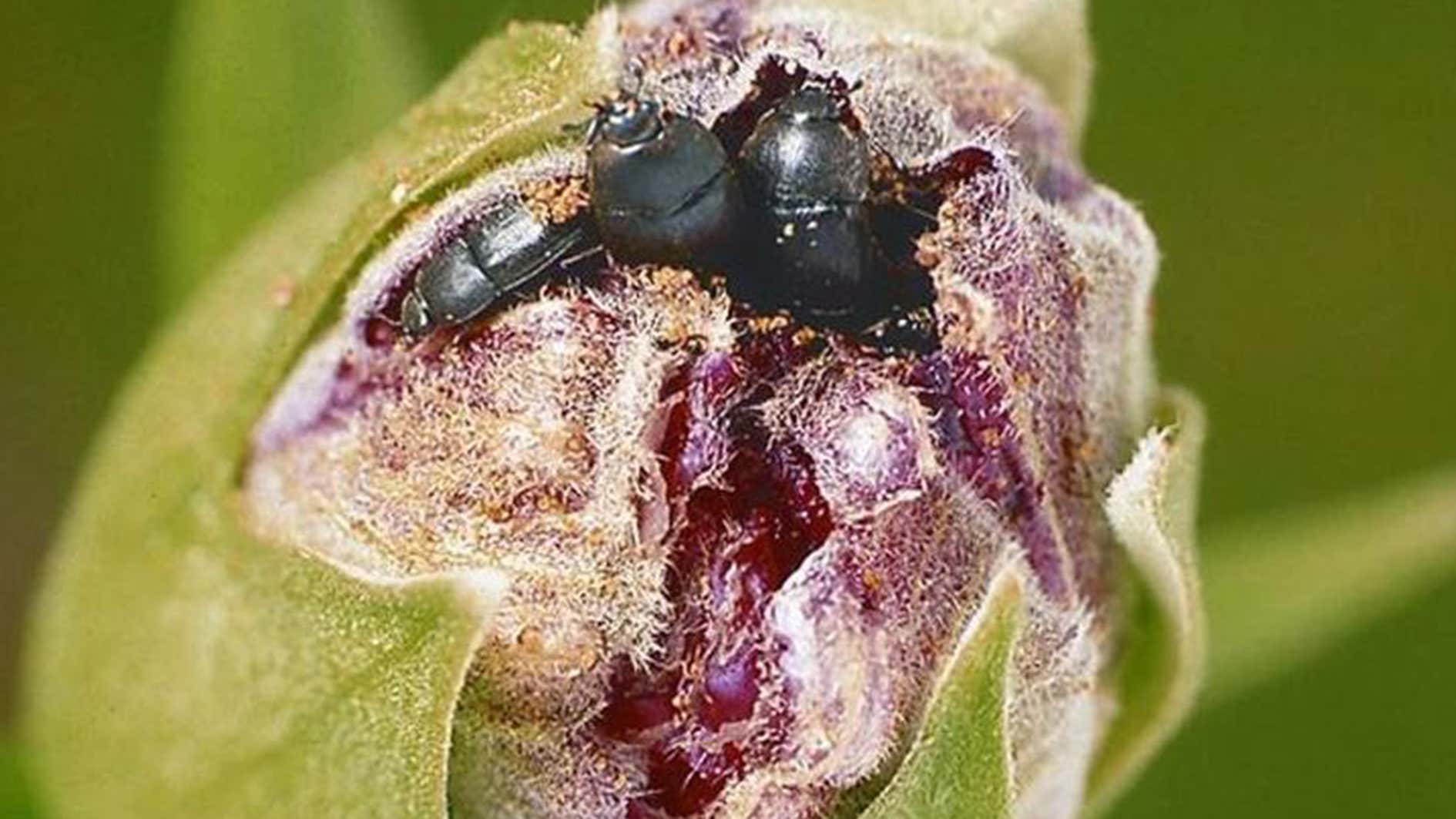 hibiscus-beetle