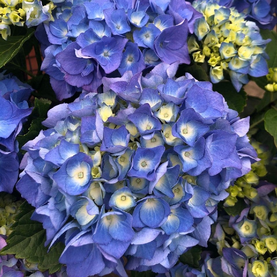 Choosing the perfect Hydrangea