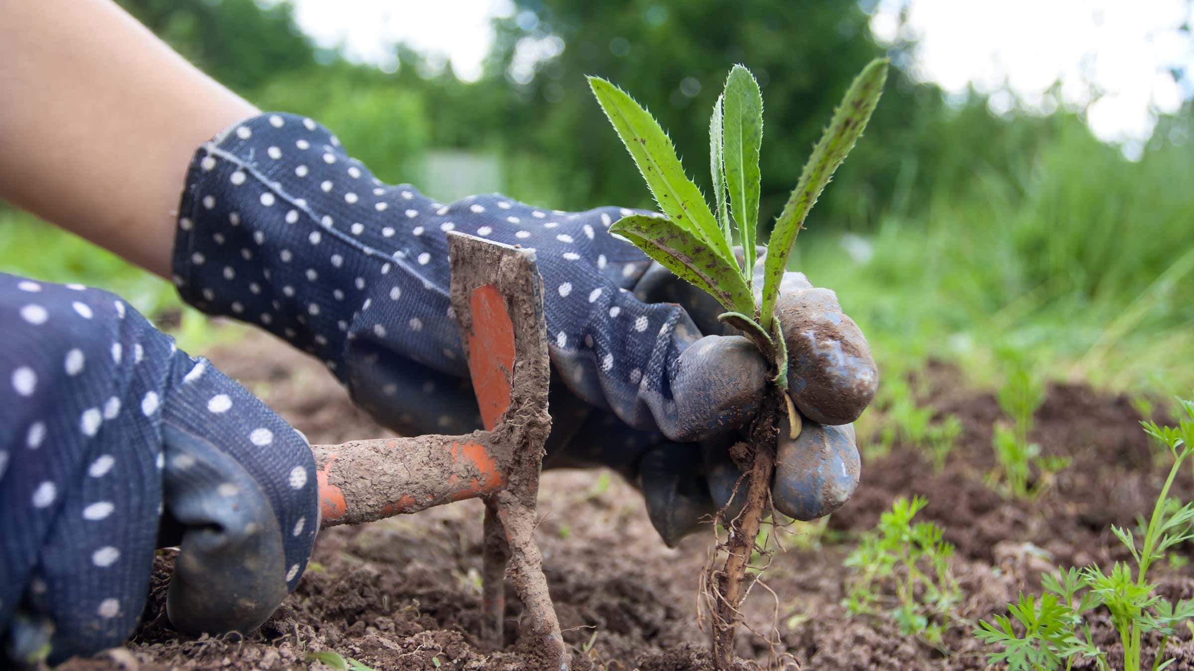 Edible Weeds