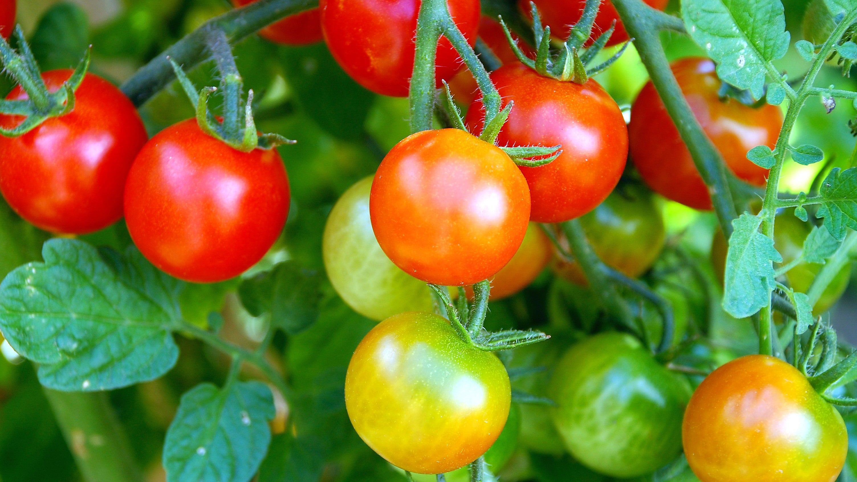 Our Guide to Tomato Varieties