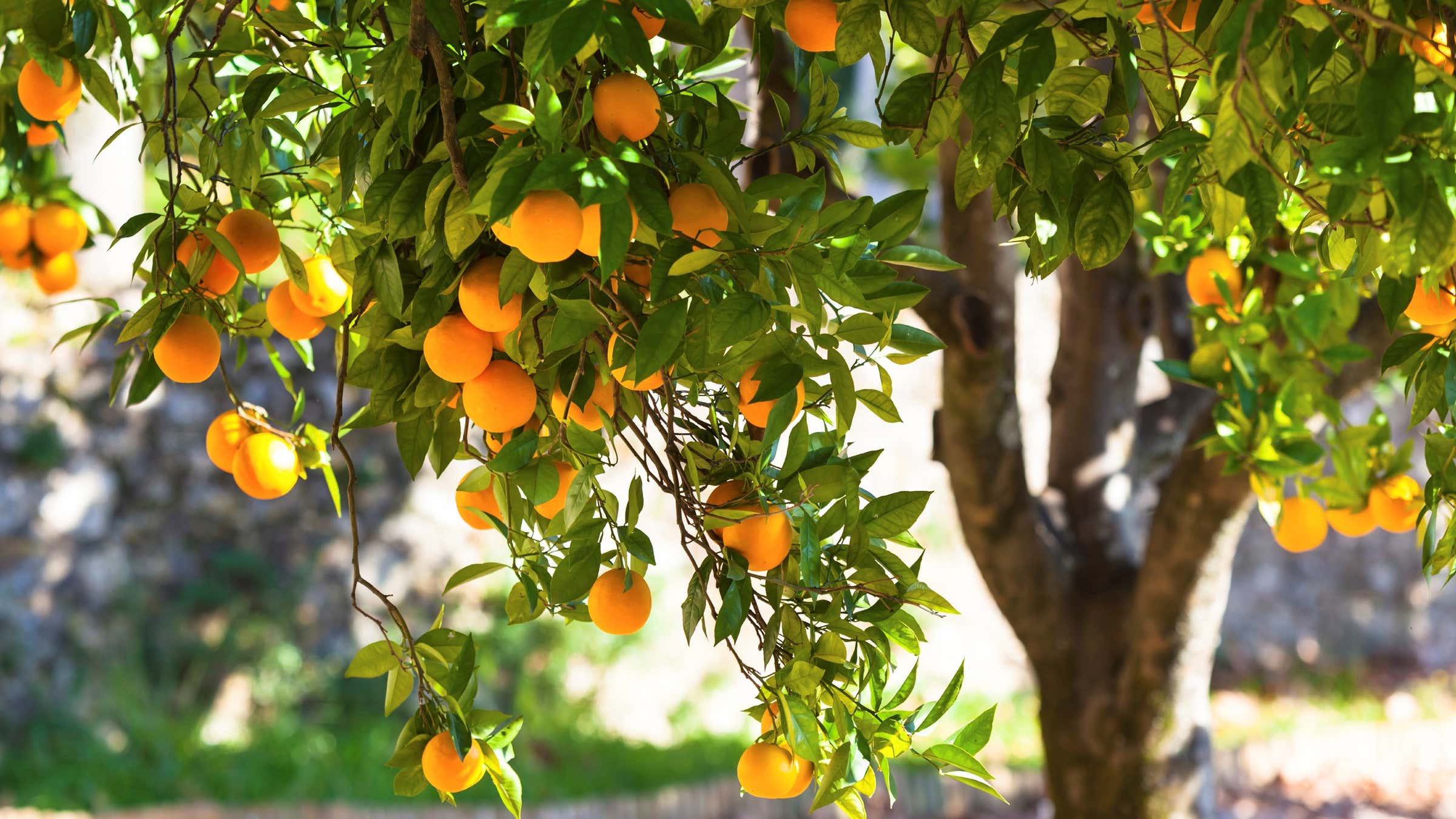 Growing orange. Померанец дерево. Мандарин дарахти. Цитрус мандарин ретикулата. Марокко мандарины плантации.