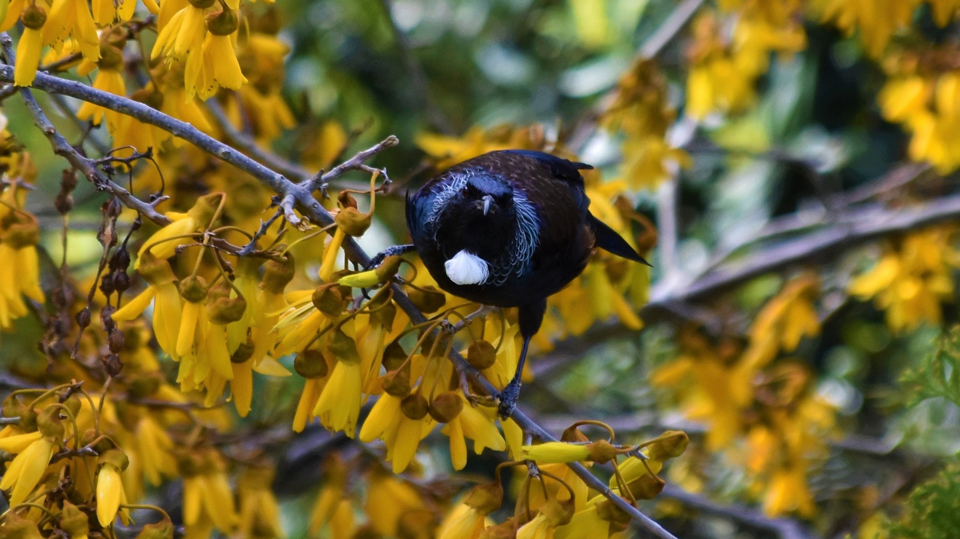 Attract Birds In Your Garden