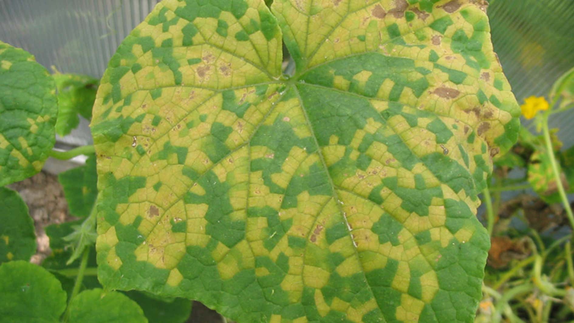 Downy Mildew