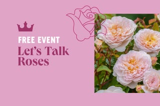 FREE EVENT: Let's Talk Roses