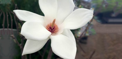Magnolia - Grow Well Guides | Kings