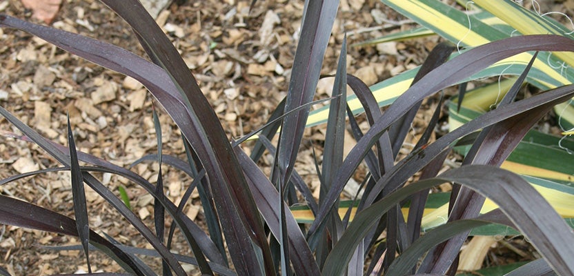 Flax (Phormium) - Grow Well Guides | Kings Plant Barn | NZ Garden ...