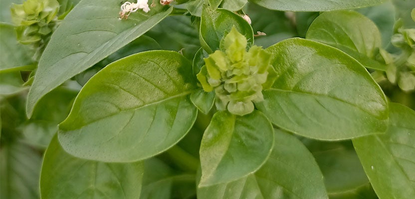 Basil Grow Well Guides Kings Plant Barn NZ Garden Centres