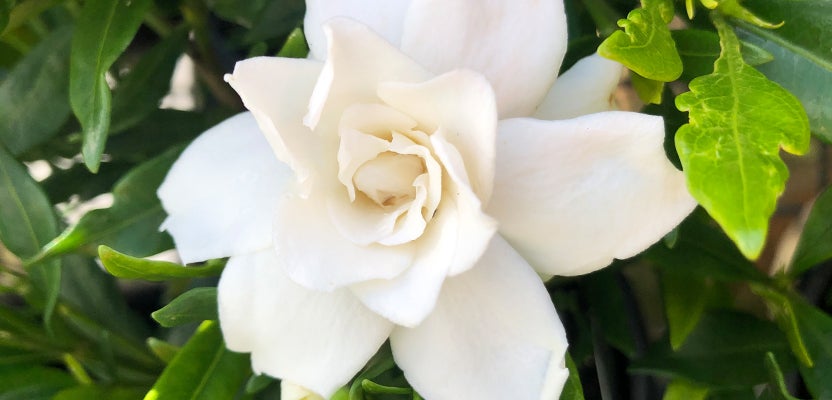 Gardenias - Grow Well Guides | Kings Plant Barn | NZ Garden Centres ...