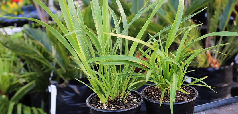 Flax (Phormium) - Grow Well Guides | Kings Plant Barn | NZ Garden ...