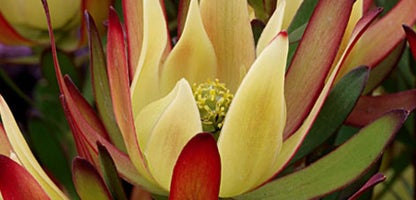 Leucadendron Amy