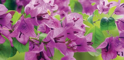 Bougainvillea - Grow Well Guides | Kings