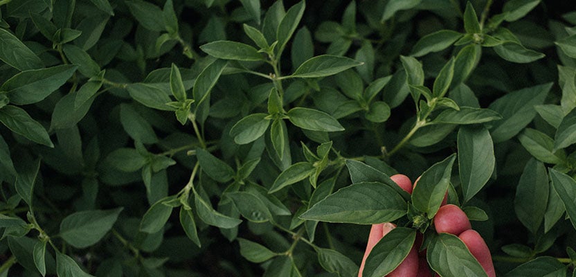 Basil Grow Well Guides Kings Plant Barn NZ Garden Centres