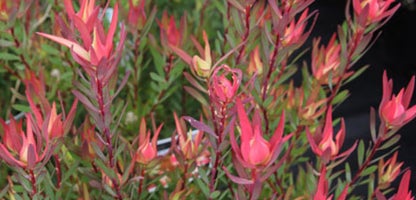 Leucadendron Jack Harre