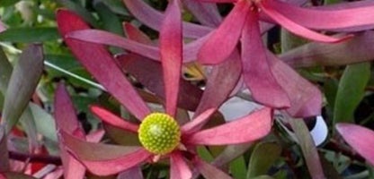 Leucadendron Plum Supreme