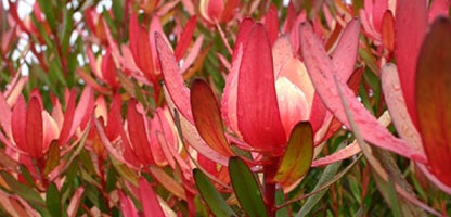 Leucadendron Safari Sunset