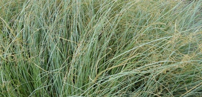 Grasses - Grow Well Guides | Kings