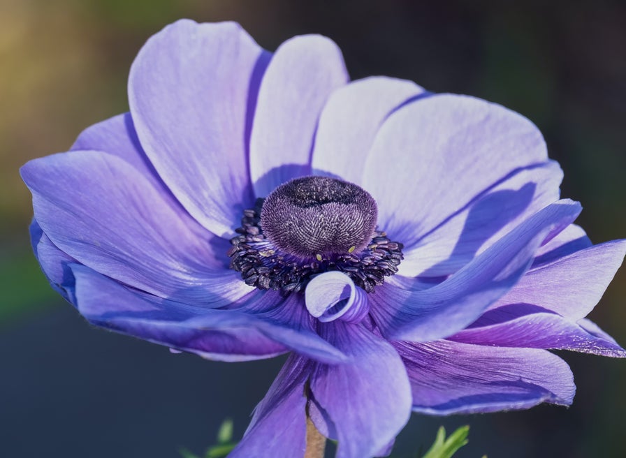 Anemone Fantasy Elsa анемона