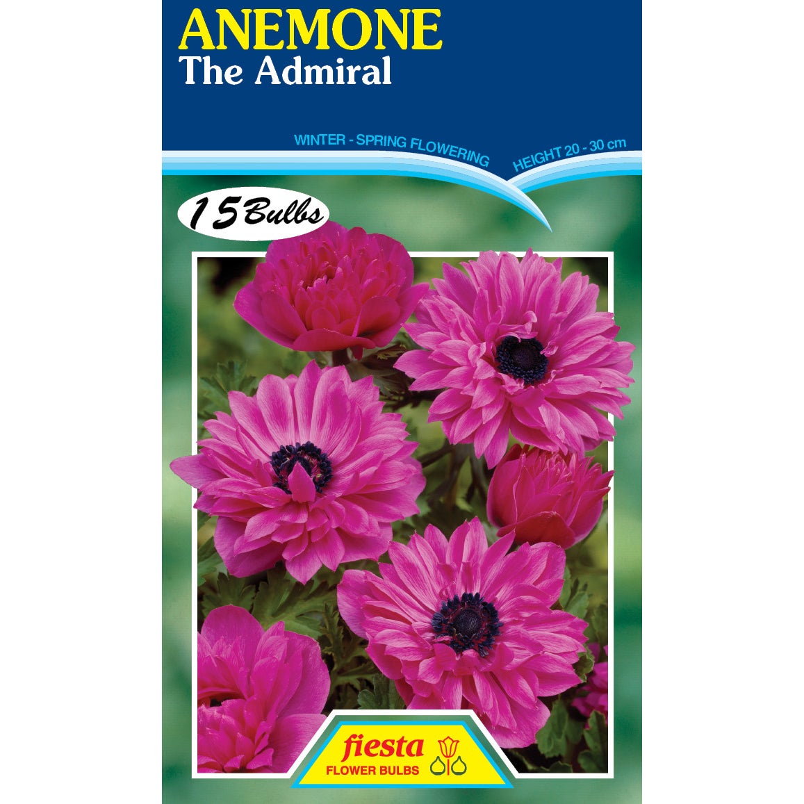 Anemone - The Admiral - 15 Pack | Spring Bulbs | Kings