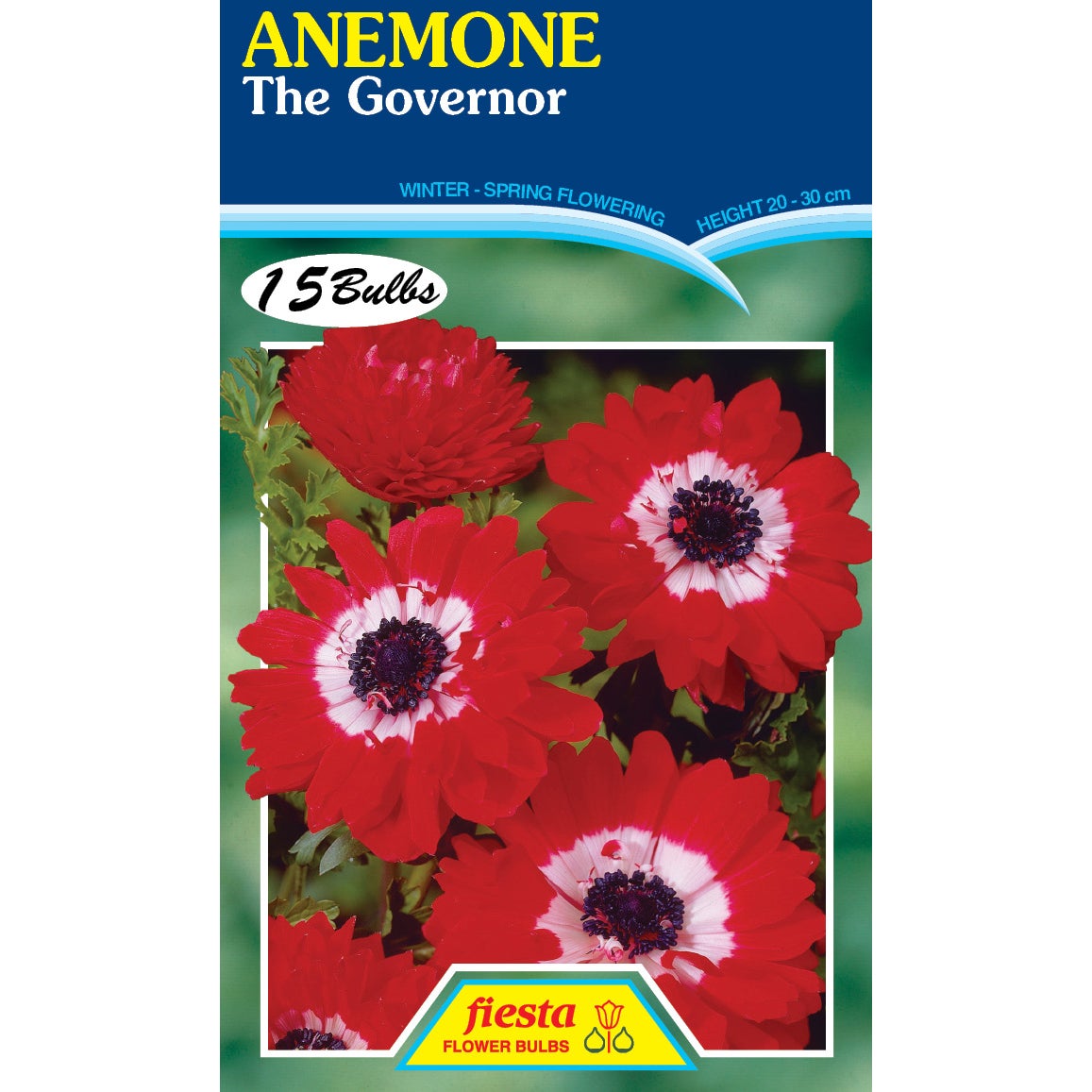 Anemone - The Governor - 15 Pack | Spring Bulbs | Kings