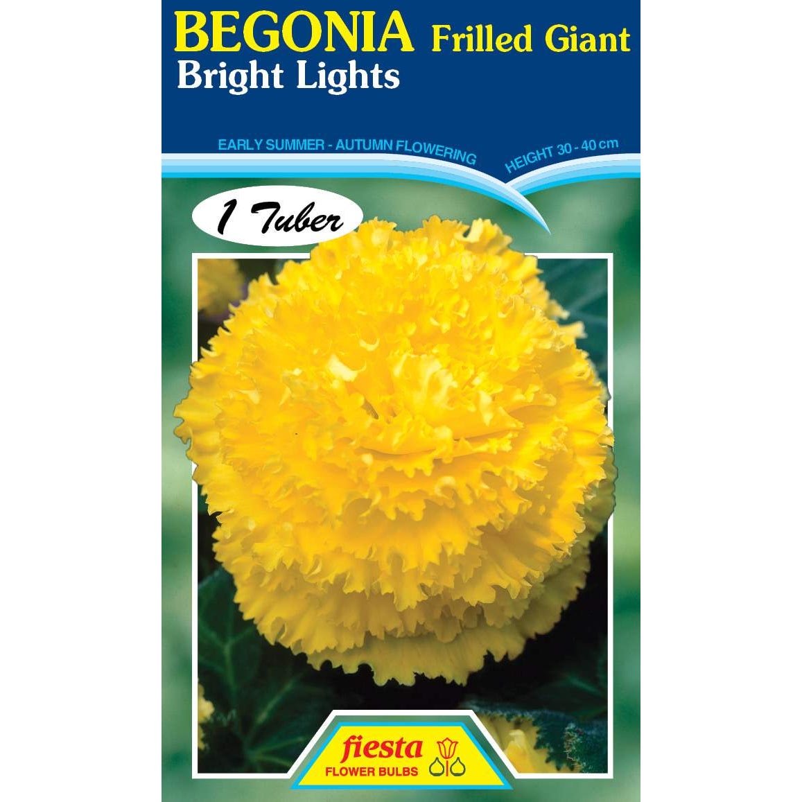 https://www.kings.co.nz/content/products/begonia-frilled-bright-light-image1-73467.jpg?canvas=1:1&width=2500