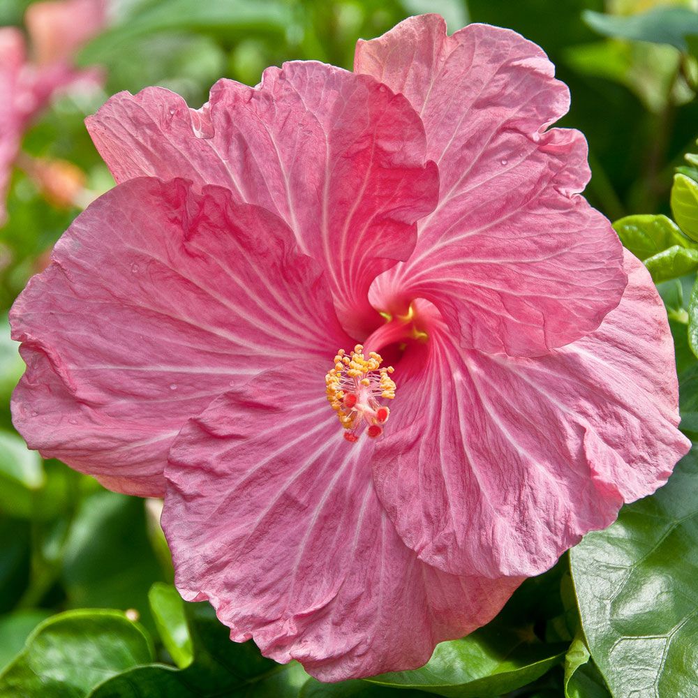 Hibiscus, hibiscus crown, hibiscus flower, good hibiscus, hibiscus headband, huge flower, high flower, tiki, tiki oasis