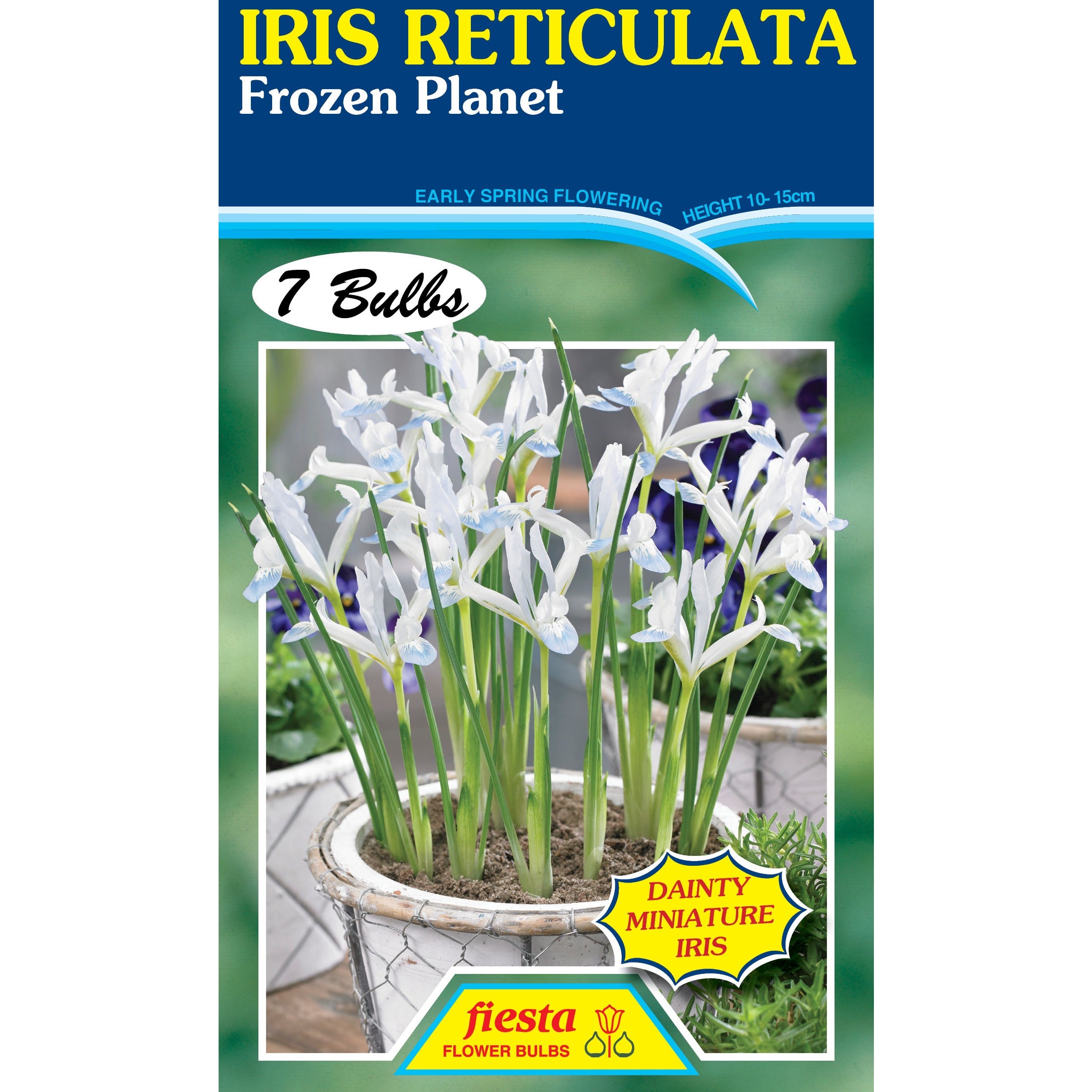 Dutch Iris - White Bridge - 7 Pack, Spring Bulbs