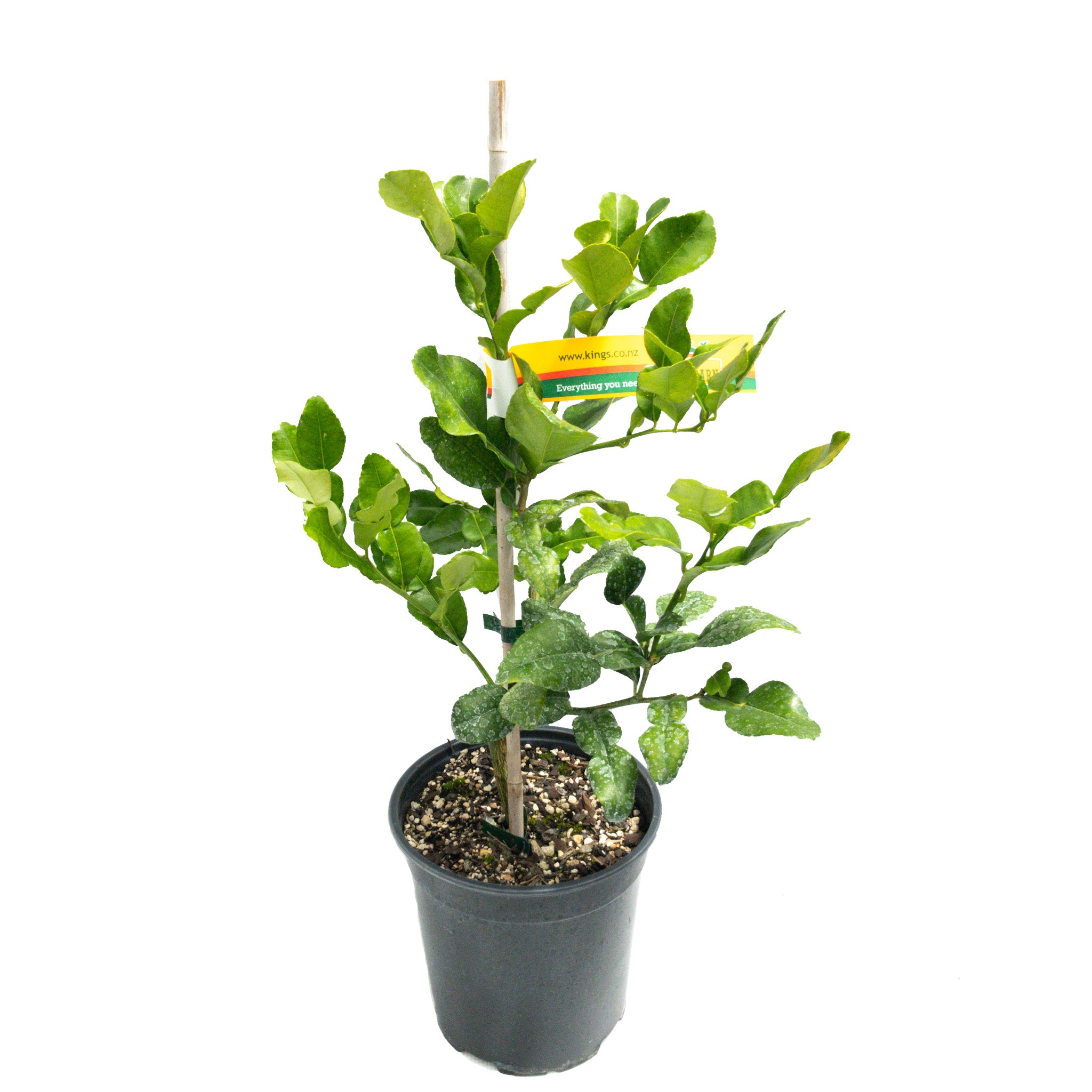 Kaffir lime store tree