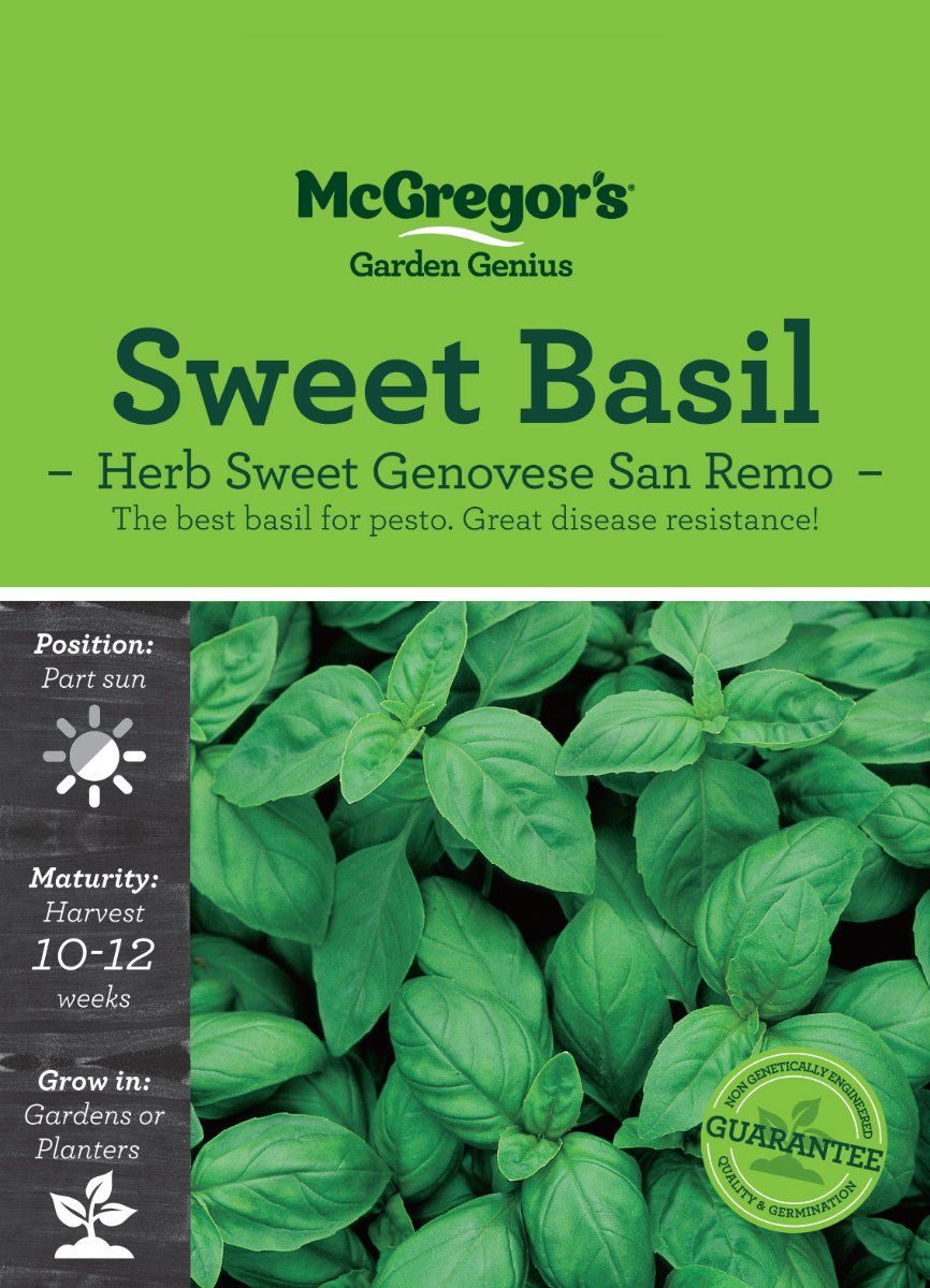 Mcgregor s Sweet Genovese Basil Herb Seed Herb Seeds Kings