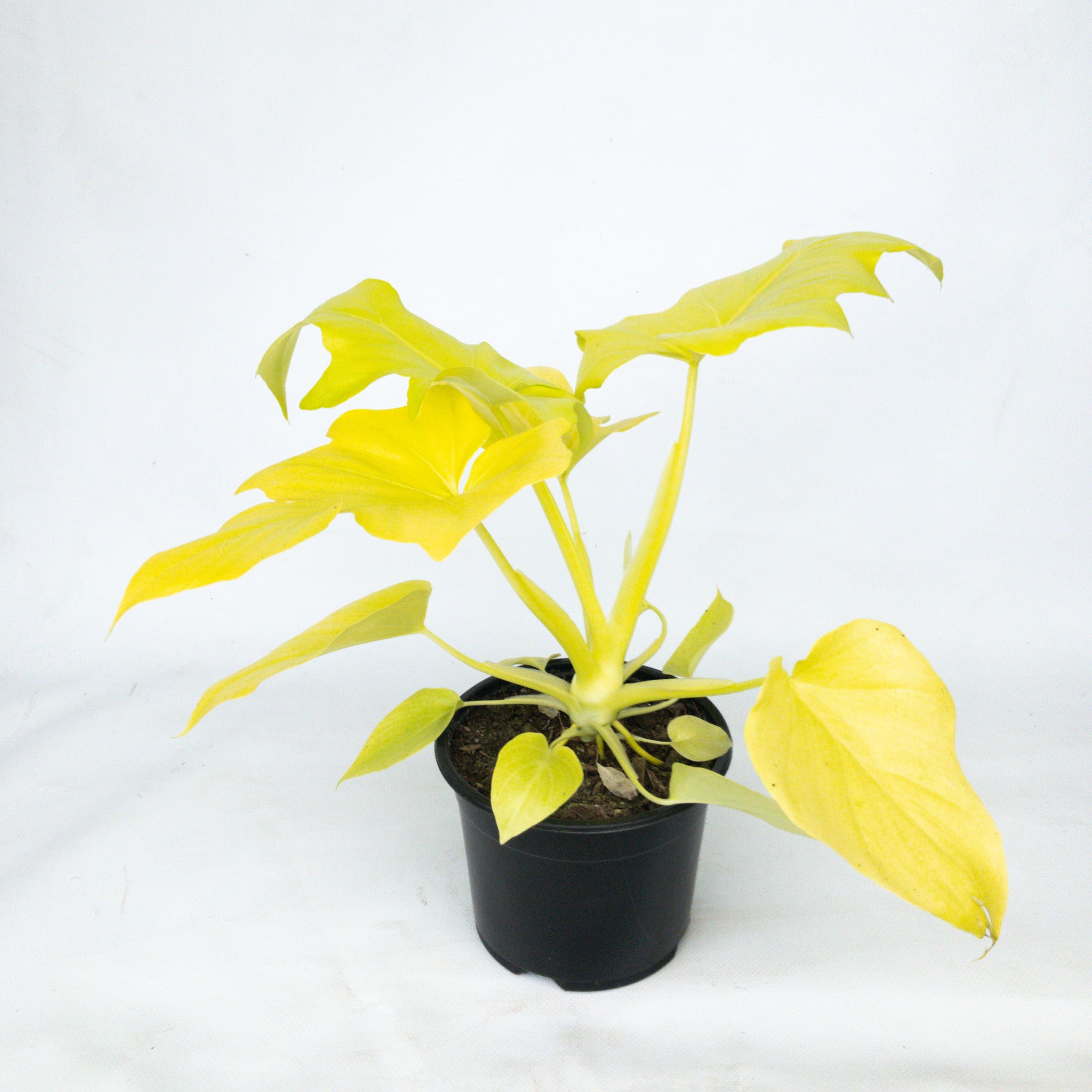 Foliera 17-cm Proven Winners Philodendron Imperial Gold OP Tropical Plant