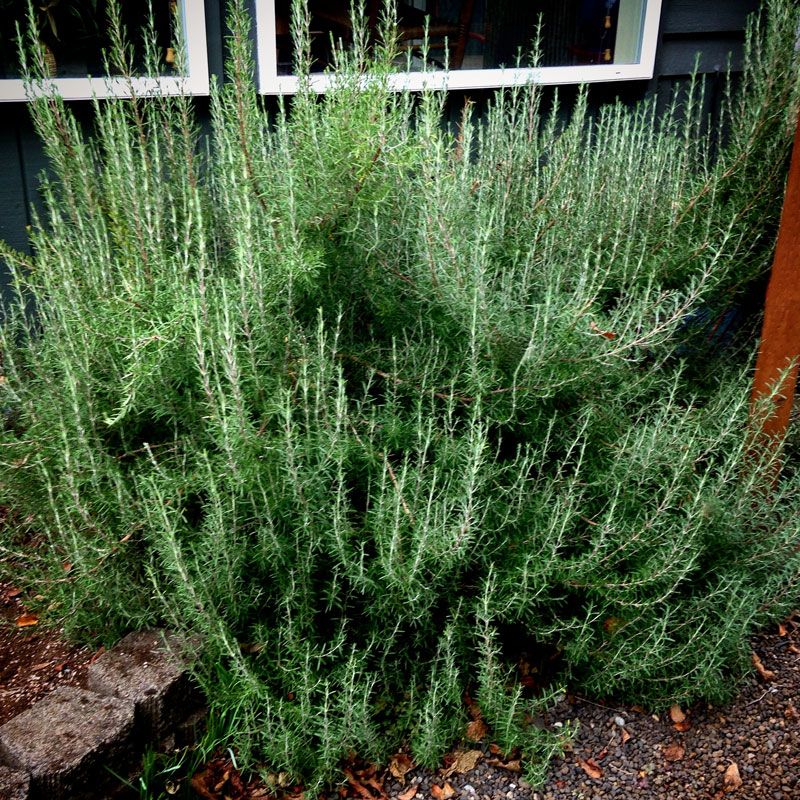 Chef's Choice® Rosemary For Sale Online