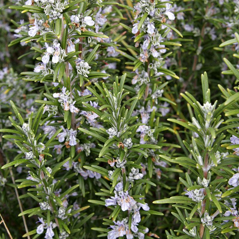 Tuscan Blue Rosemary, Rosmarinus officinalis 'Tuscan Blue