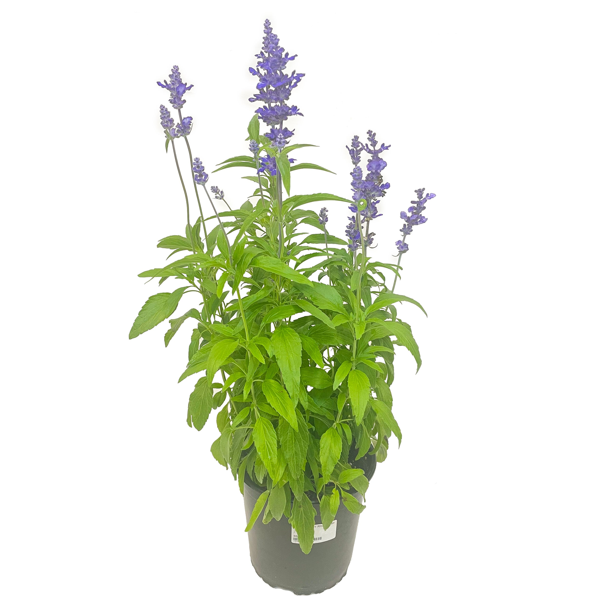 sage plant clipart for kids